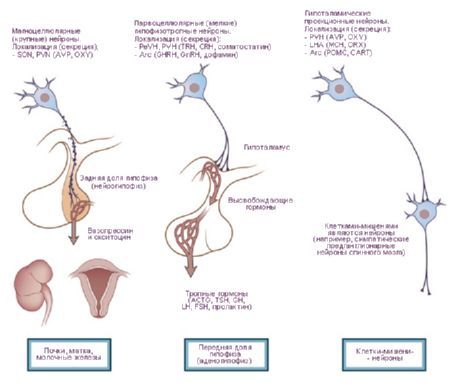 Hypothalamus.  Tři typy neurosekrečních buněk hypotalamu.