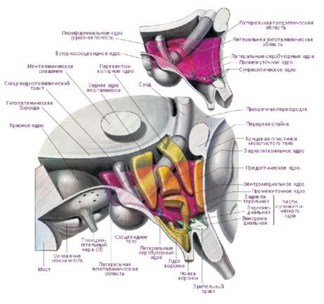 Plocha hypotalamu levé hemisféry mozku.  Hlavní hypotalamické jádra