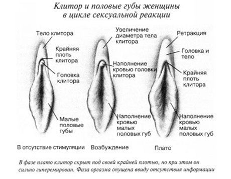 Clitoris při pohlavním styku