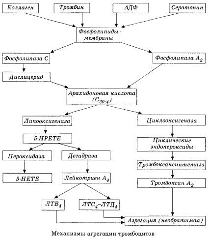 Počáteční fáze hemokoagulace a mechanismus lokální hemokoagulační homeostázy