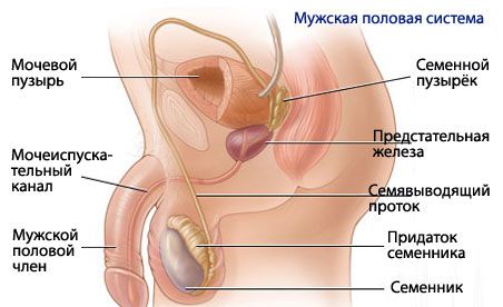 Anatomie a fyziologie mužského reprodukčního systému