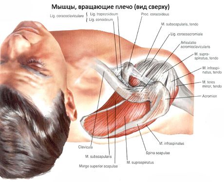 Supraspinatus a infraspinatus svaly