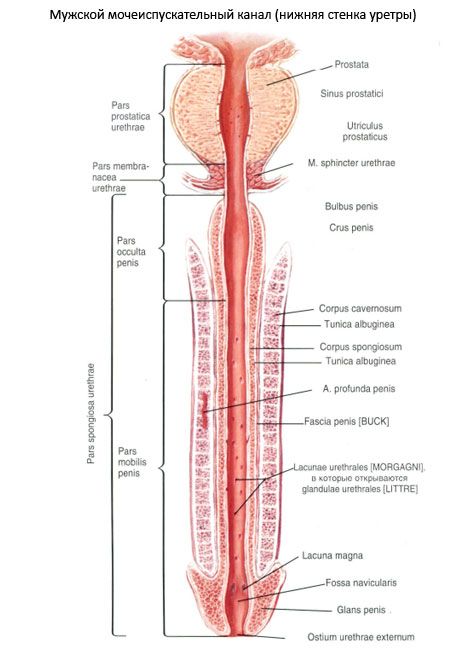 Urethra u mužů, urethra u mužů