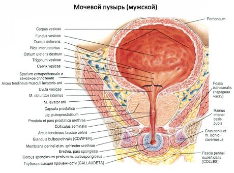 Močový měchýř (vesica urinaria)