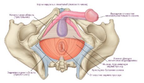 Perineum u člověka