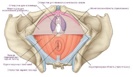 Perineum u ženy