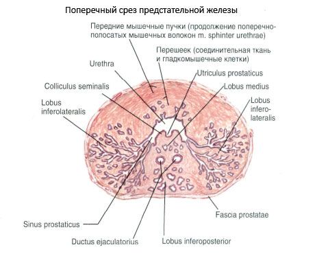 Struktura prostaty