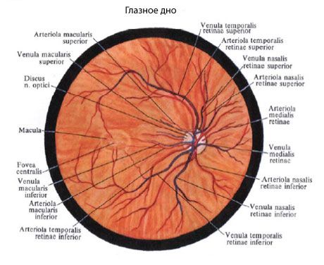 Oční fundus