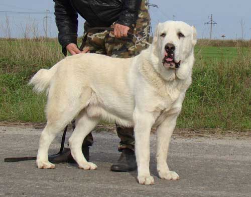 Střední asijský ovčák