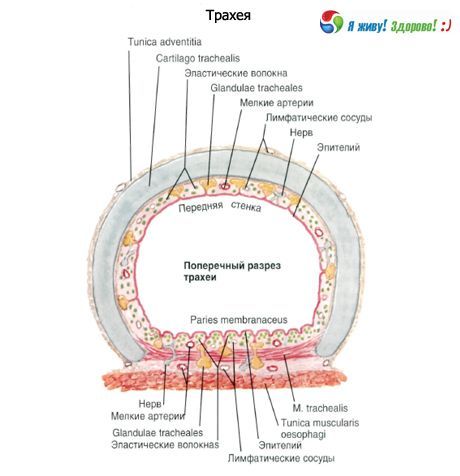 Trachea.  Struktura sliznice průdušnice