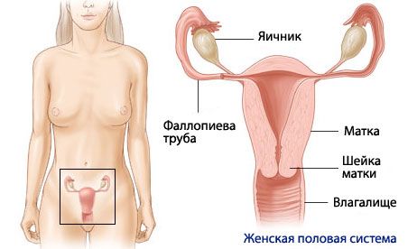 Anatomie a fyziologie ženského reprodukčního systému
