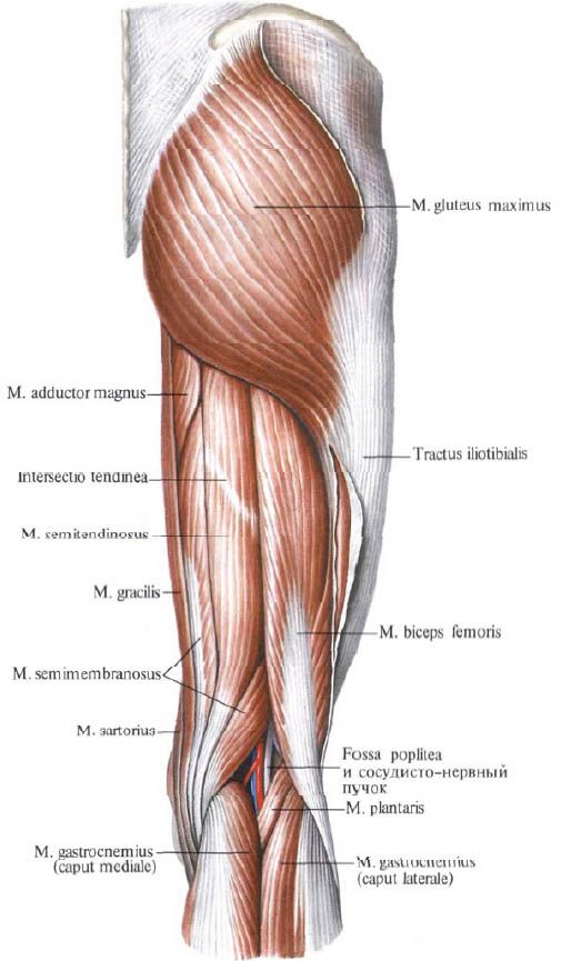 Hýžďové svaly (gluteus maximus)