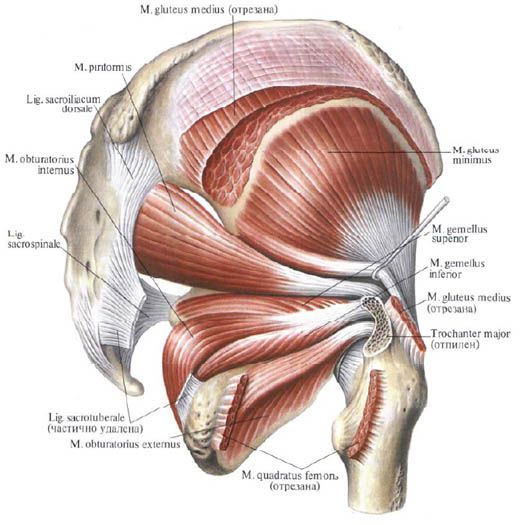 Hýžďové svaly (gluteus medius)