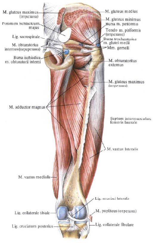 Hýžďové svaly (gluteus minimus)