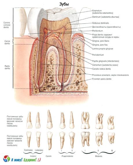 Zuby.  Struktura zubu