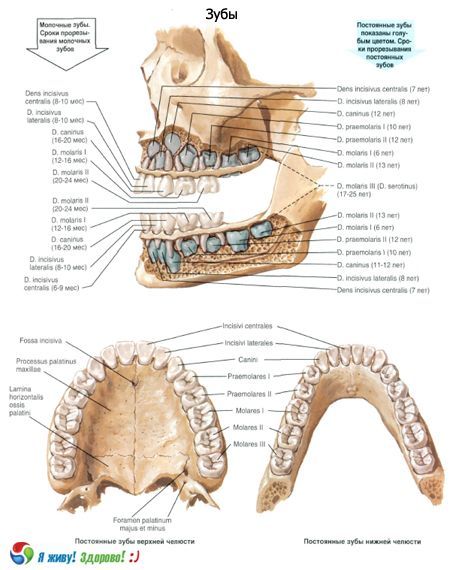 Zuby.  Struktura zubu